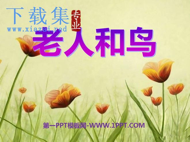 《老人和鸟》PPT课件