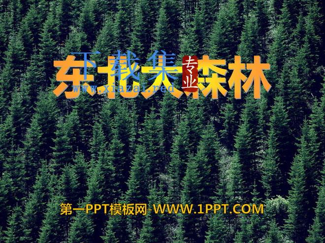 《东北大森林》PPT课件