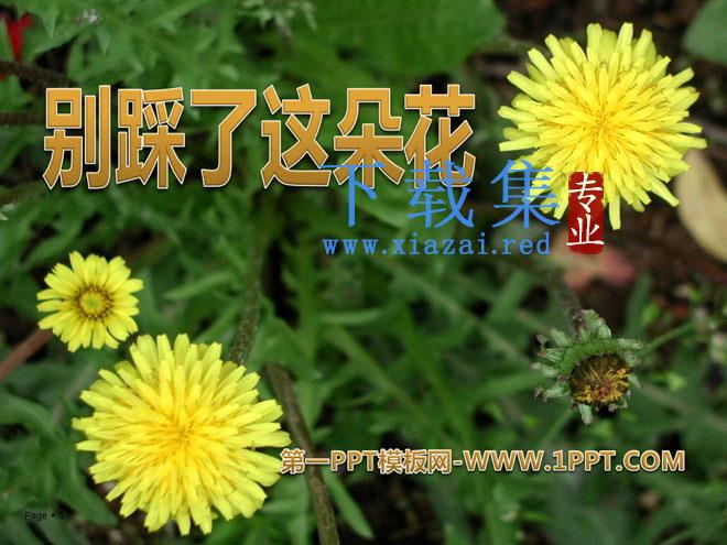 《别踩了这朵花》PPT课件
