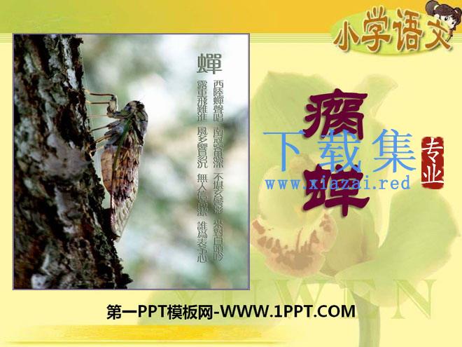 《瘸蝉》PPT课件