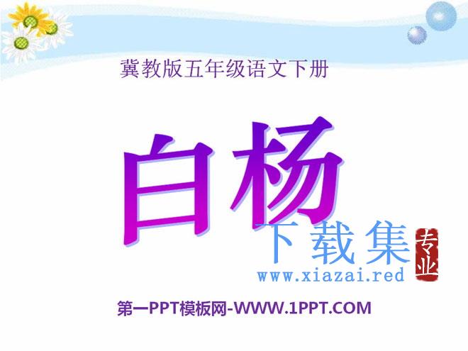 《白杨》PPT课件10