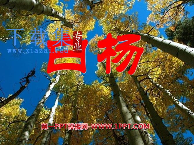 《白杨》PPT课件12