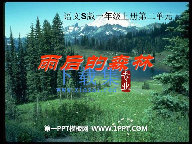 《雨后的森林》PPT课件