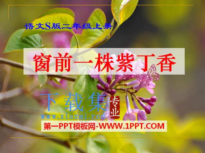 《窗前一株紫丁香》PPT课件