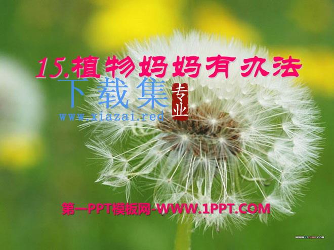 《植物妈妈有办法》PPT课件7