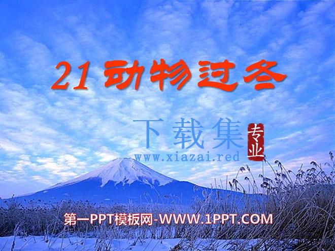 《动物过冬》PPT课件2