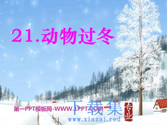 《动物过冬》PPT课件3