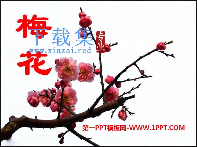 《梅花》PPT课件