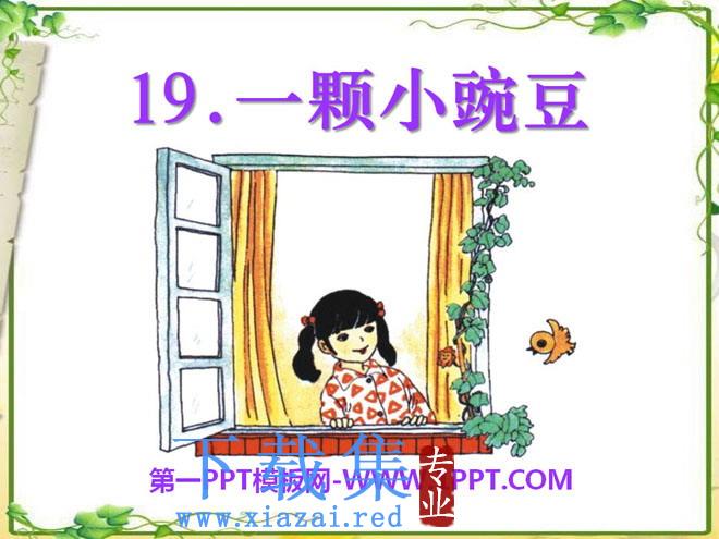 《一颗小豌豆》PPT课件5