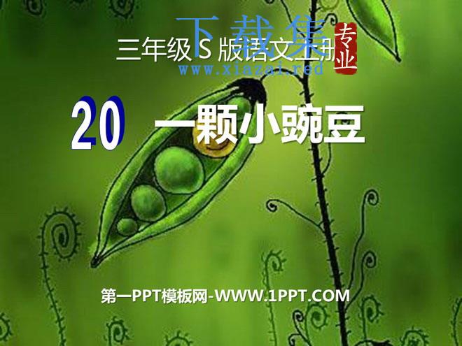 《一颗小豌豆》PPT课件7