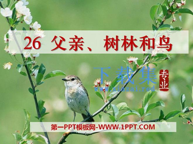 《父亲树林和鸟》PPT课件3