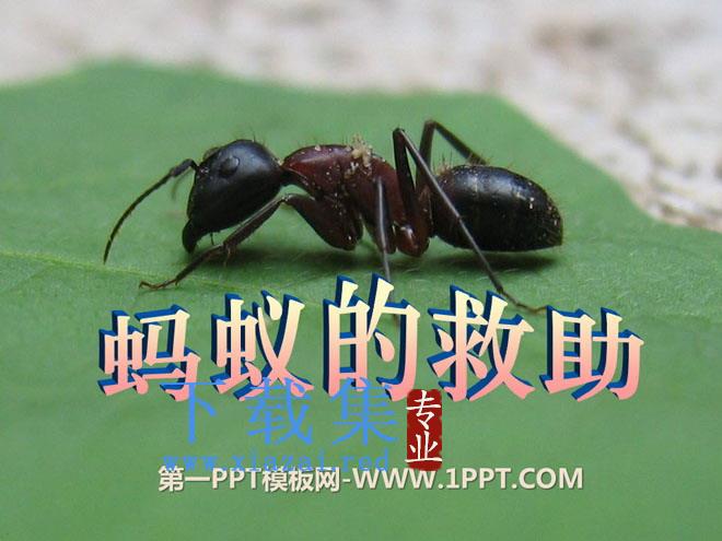 《蚂蚁的救助》PPT课件2