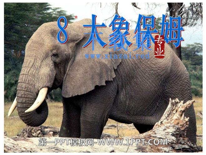 《大象保姆》PPT课件