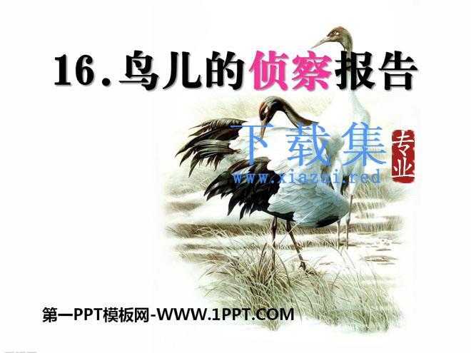 《鸟儿的侦察报告》PPT课件5