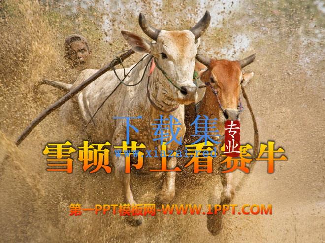 《雪顿节上看赛牛》PPT课件2
