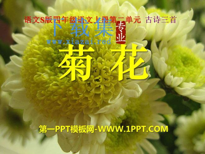 《菊花》PPT课件