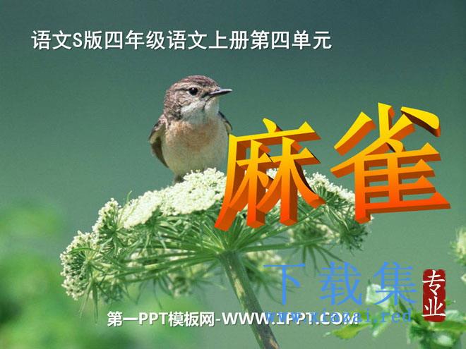 《麻雀》PPT课件5
