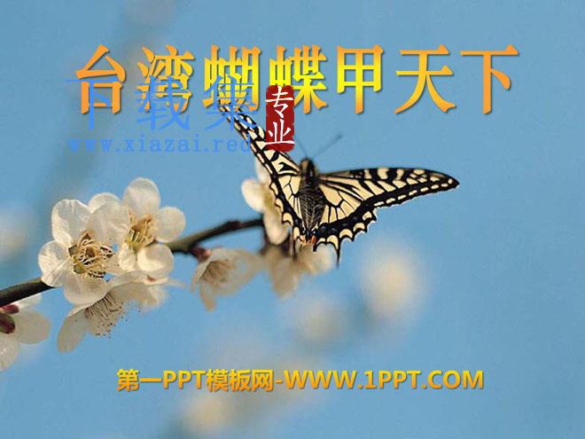 《台湾蝴蝶甲天下》PPT课件2