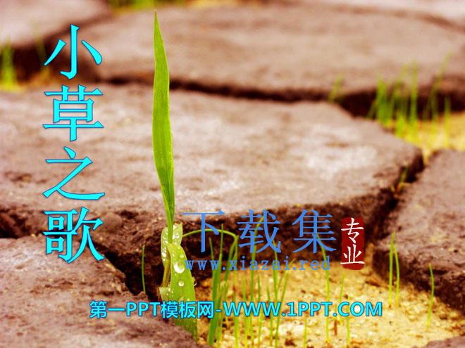 《小草之歌》PPT课件