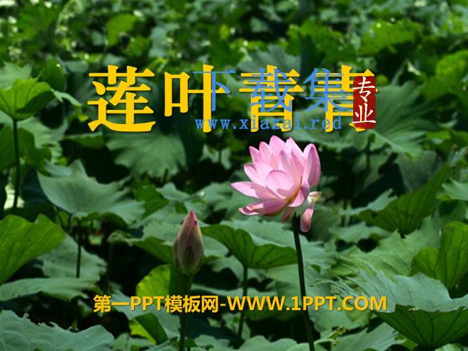《莲叶青青》PPT课件4