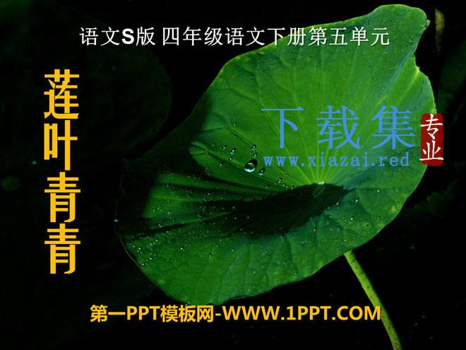 《莲叶青青》PPT课件5