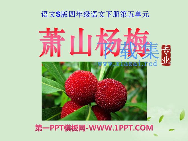 《萧山杨梅》PPT课件