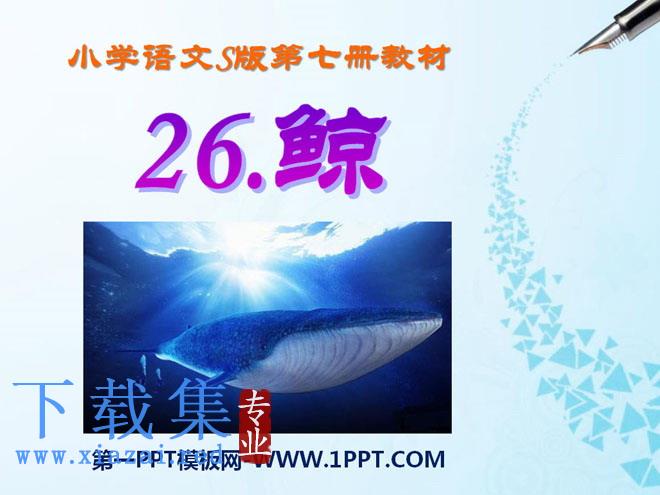 《鲸》PPT课件8