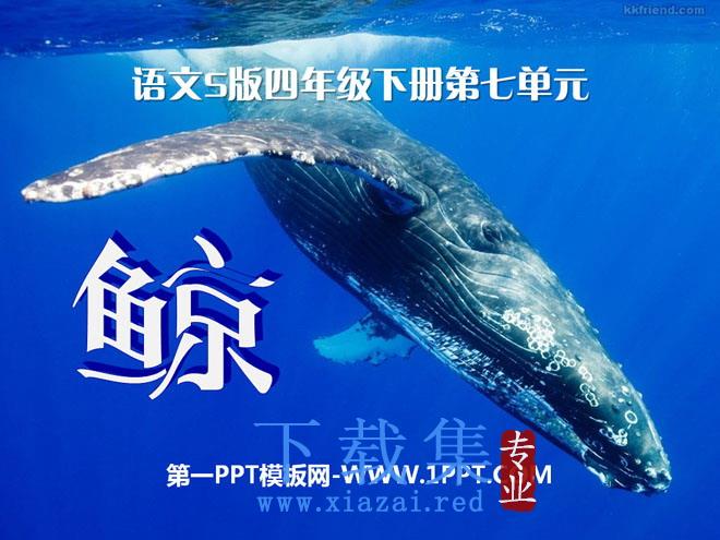 《鲸》PPT课件9