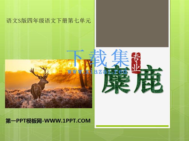 《麋鹿》PPT课件7