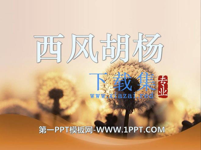 《西风胡杨》PPT课件3