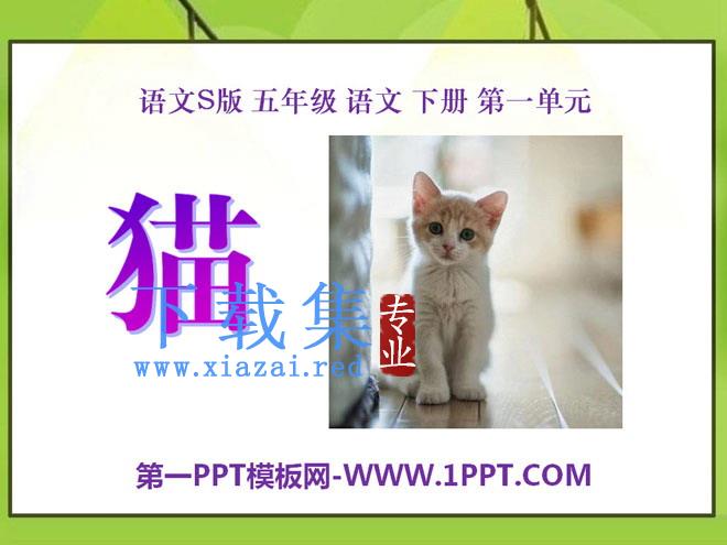 《猫》PPT课件6