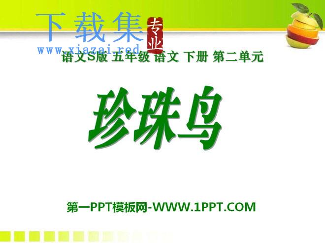《珍珠鸟》PPT课件17