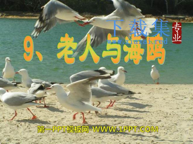 《老人与海鸥》PPT课件7
