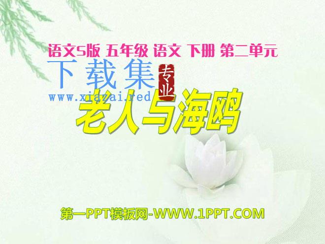 《老人与海鸥》PPT课件8