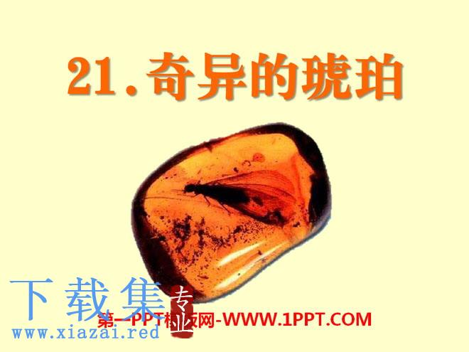 《奇异的琥珀》PPT课件5