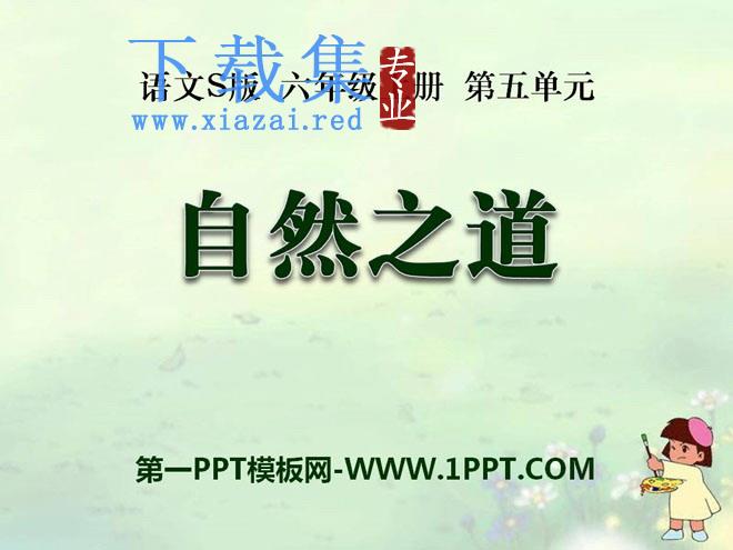 《自然之道》PPT课件9