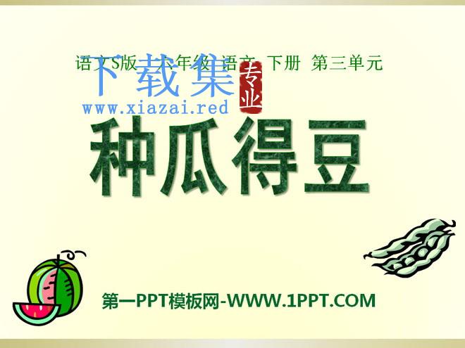 《种瓜得豆》PPT课件2