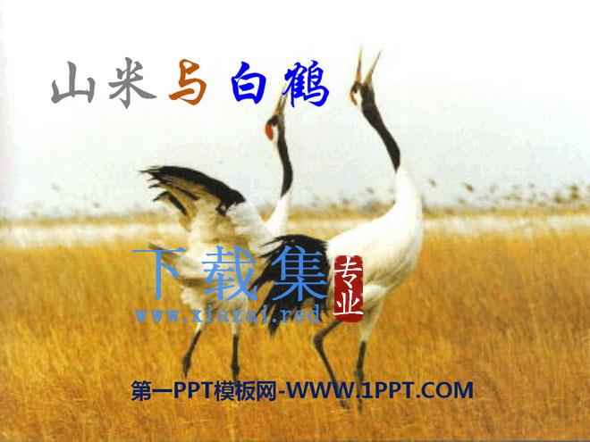 《山米与白鹤》PPT课件2