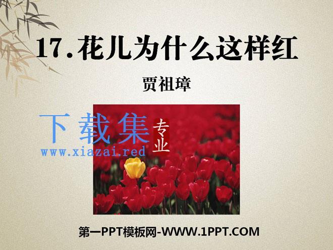 《花儿为什么这样红》PPT课件9