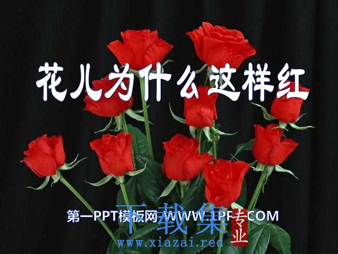 《花儿为什么这样红》PPT课件10