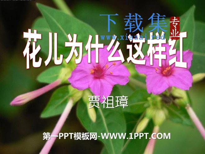 《花儿为什么这样红》PPT课件11