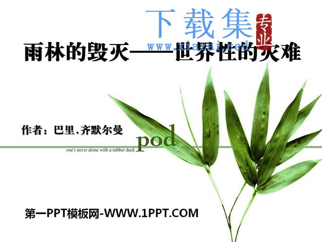 《雨林的毁灭——世界性灾难》PPT课件3