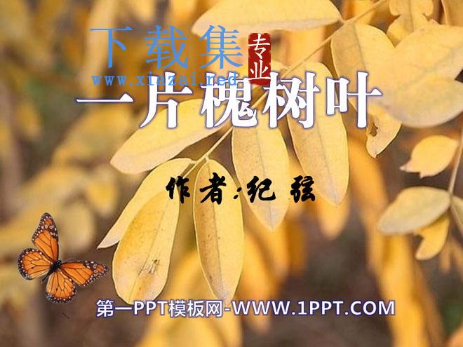 《一片槐树叶》PPT课件2