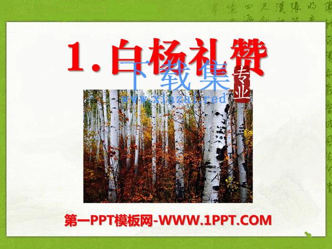 《白杨礼赞》PPT课件11