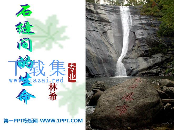 《石缝间的生命》PPT课件7