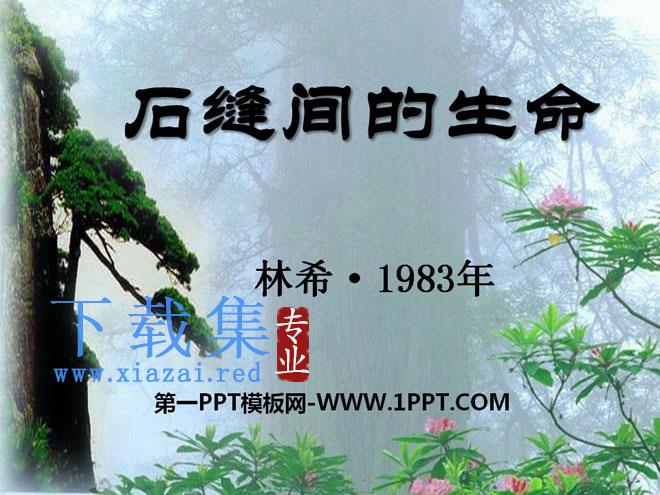 《石缝间的生命》PPT课件8