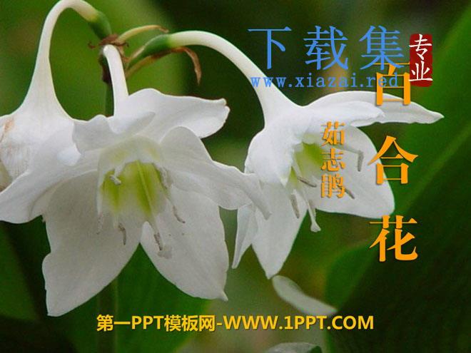 《百合花》PPT课件