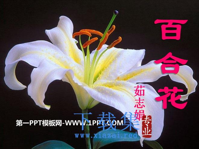 《百合花》PPT课件3