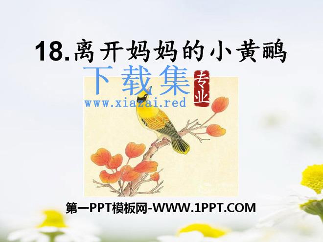 《离开妈妈的小黄鹂》PPT课件2