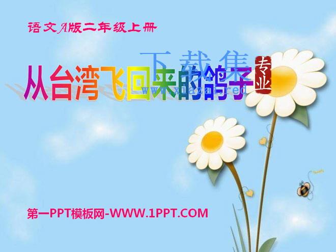 《从台湾飞回来的鸽子》PPT课件